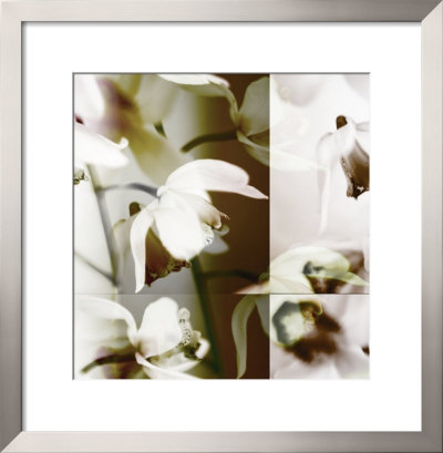 Cymbidium Orchid I by Jane Ann Butler Pricing Limited Edition Print image