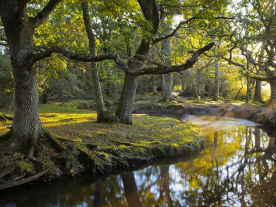 Forest River At Ober Water, New Forest National Park, Hampshire, England by Adam Burton Pricing Limited Edition Print image