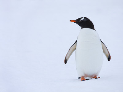 Gentoo Penguin On Antarctic Peninsula, Antarctica, December 2007 by Adam Burton Pricing Limited Edition Print image