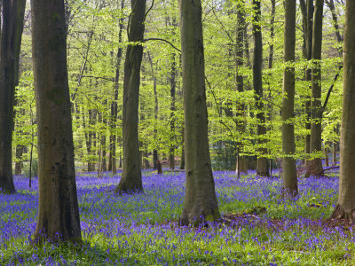 Bluebell Woodlands In Micheldever Wood, Hampshire, Uk by Adam Burton Pricing Limited Edition Print image