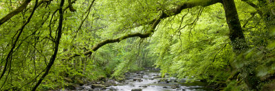 Spring Trees Overhanging The River Barle In Tarr Woods, Exmoor Np, Somerset, Uk by Adam Burton Pricing Limited Edition Print image