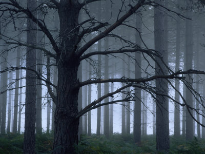 Misty Plantation On The New Forest, Hampshire, Uk by Adam Burton Pricing Limited Edition Print image
