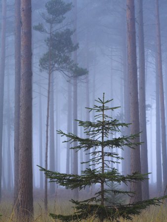 Mist In Pine Wood, New Forest National Park, Hampshire, England by Adam Burton Pricing Limited Edition Print image