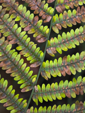 Close-Up Detail Of Bracken Fronds, New Forest, Hampshire, England by Adam Burton Pricing Limited Edition Print image