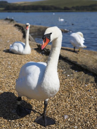 Mute Swan Walking On Lake Side At Abbotsbury Swannery, Dorset, England by Adam Burton Pricing Limited Edition Print image