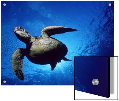 Green Turtle Swimming, Hawaii, Pacific Ocean, Underside View by Doug Perrine Pricing Limited Edition Print image