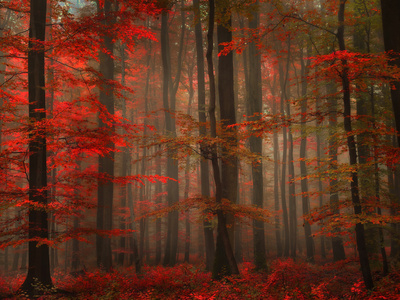 Enchanting Red by Philippe Sainte-Laudy Pricing Limited Edition Print image