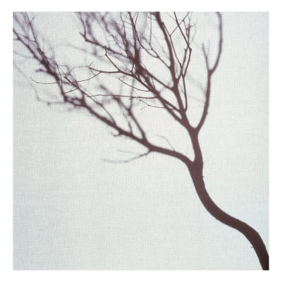 Silhouette Of A Tree Branch by Images Monsoon Pricing Limited Edition Print image