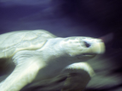 Turtle by Images Monsoon Pricing Limited Edition Print image