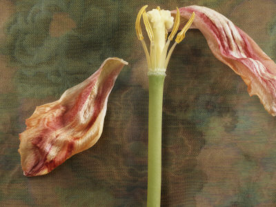 Wilted Tulip On Floral Design Silk Background by Images Monsoon Pricing Limited Edition Print image