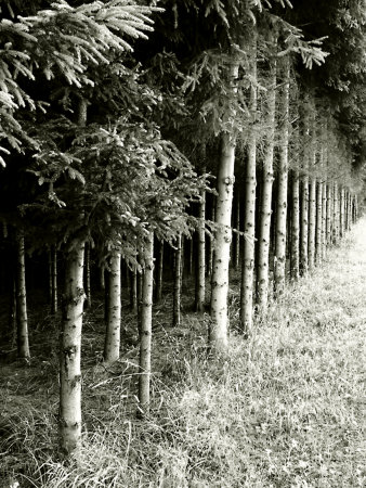 Row Of Trees On Edge Of Forest by Ilona Wellmann Pricing Limited Edition Print image