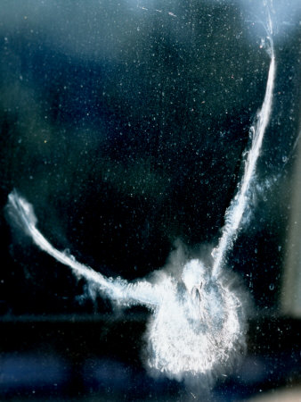 Imprint Of Bird On Window Is Backlit By Sun by Images Monsoon Pricing Limited Edition Print image