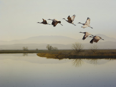 Sandhill Cranes Flying Over A Lake, Sacramento, California by Images Monsoon Pricing Limited Edition Print image