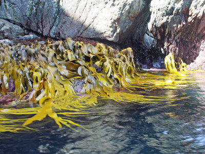 Bull Kelp Along The Shore Of The Snares Sub-Antarctic Islands by Steve & Donna O'meara Pricing Limited Edition Print image