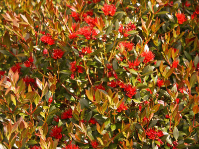 Rata Tree In Bloom With Red Blossoms, Southern Metrosideros Umbellata by Steve & Donna O'meara Pricing Limited Edition Print image