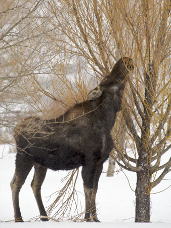Moose (Alces Alces) Foraging In Jackson Hole, Wyoming by Tim Laman Pricing Limited Edition Print image