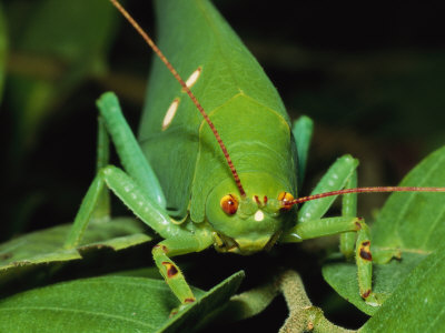 Close View Of A Large Katydid Perched On A Leafy Twig by Tim Laman Pricing Limited Edition Print image