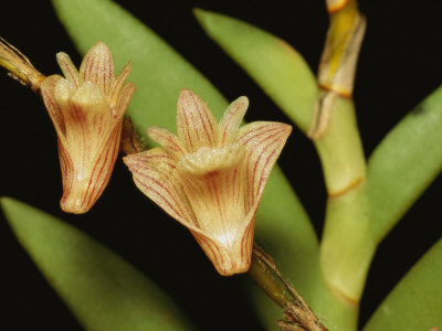 Close View Of Orchid Blossoms From A Rain Forest Canopy by Tim Laman Pricing Limited Edition Print image