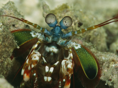 Close View Of The Head Of A Mantis Shrimp, Squilla Species by Tim Laman Pricing Limited Edition Print image