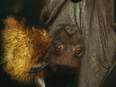 Detail Of The Face Of A Flying Fox, Pteropus Vampirus by Tim Laman Pricing Limited Edition Print image
