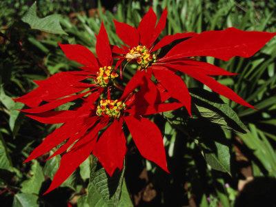 Poinsettia In Bloom With Bright Red Bracts And Small Yellow Flowers by Tim Laman Pricing Limited Edition Print image