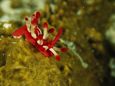 Red And White Colored Nudibranch Crawling Over Substrate by Tim Laman Pricing Limited Edition Print image