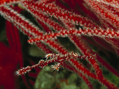 Well Camouflages Harlequin Ghost Pipefish Near A Red Gorgonian Coral by Tim Laman Pricing Limited Edition Print image