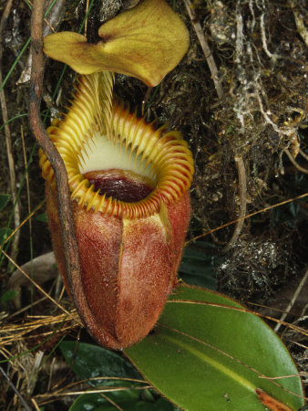 Carnivorous Pitcher Plant, Nepenthes Villosa by Tim Laman Pricing Limited Edition Print image