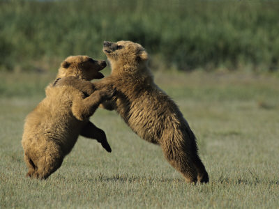 Brown Bear Cubs (Ursus Arctos) Playing by Tom Murphy Pricing Limited Edition Print image