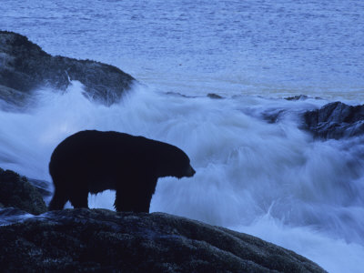 Bear Standing On Rocks Over Rapids by Tom Murphy Pricing Limited Edition Print image