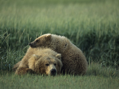Bear Cub Resting On Its Mother's Back by Tom Murphy Pricing Limited Edition Print image