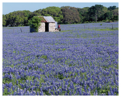 Bluebonnets Shed by Danny Burk Pricing Limited Edition Print image