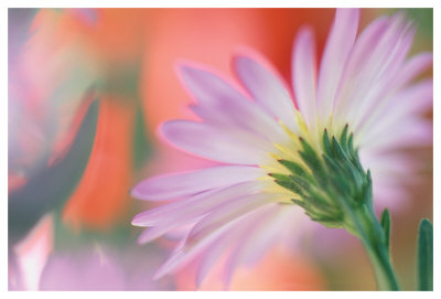 Silvery Aster by Karin Connolly Pricing Limited Edition Print image