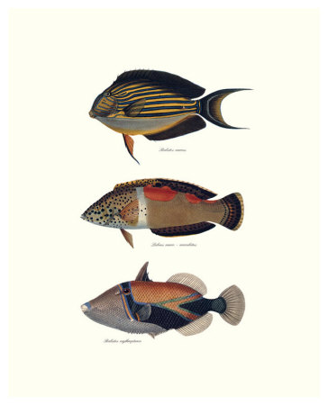 Tropical Fish Iv by Georges Cuvier Pricing Limited Edition Print image