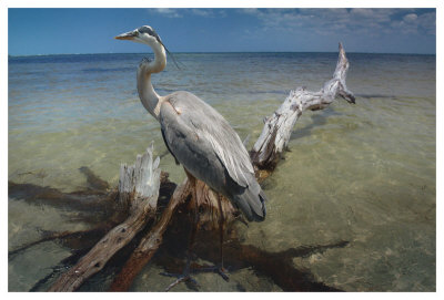 Heron Crossroad by Steve Hunziker Pricing Limited Edition Print image