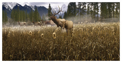 Misty Elk by Steve Hunziker Pricing Limited Edition Print image