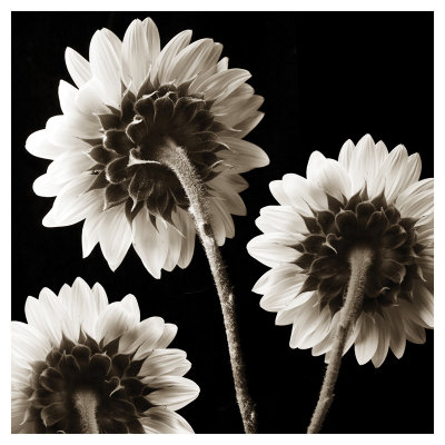 Sunflowers Trio by Dan Magus Pricing Limited Edition Print image