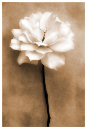 White Rose In Sepia by Christine Zalewski Pricing Limited Edition Print image