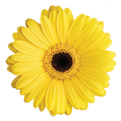 Yellow Gerbera by Christine Zalewski Pricing Limited Edition Print image