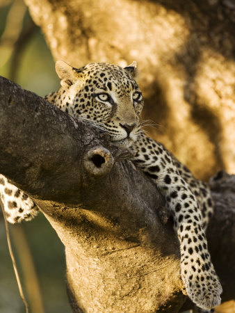 African Leopard's Glare by Scott Stulberg Pricing Limited Edition Print image