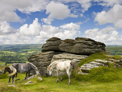 Ponies Graze Beside Chinkwell Tor In Dartmoor National Park, Devon, England, United Kingdom, Europe by Adam Burton Pricing Limited Edition Print image