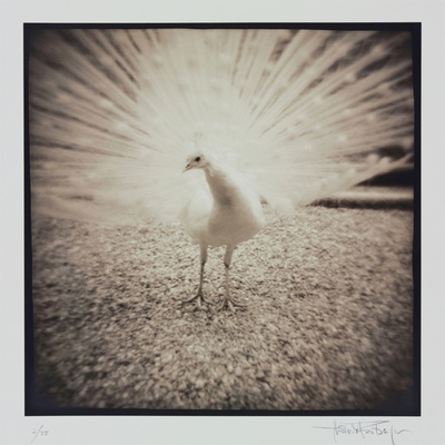 White Peacock by Theo Westenberger Pricing Limited Edition Print image
