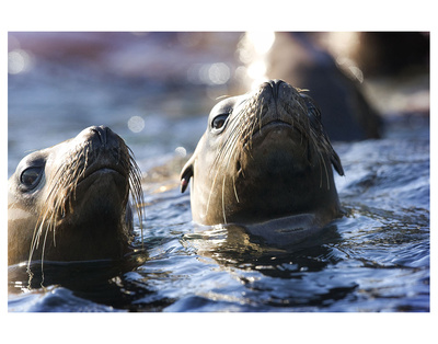 Afternoon Sea Lion Swim by Steve Munch Pricing Limited Edition Print image