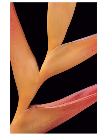 Heliconia by Danny Burk Pricing Limited Edition Print image