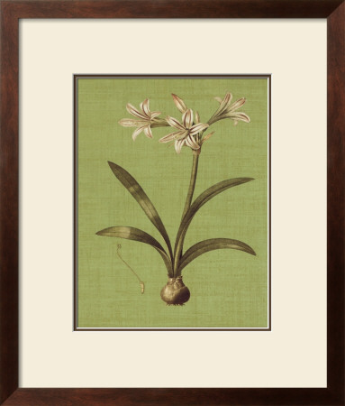 Botanica Verde I by John Seba Pricing Limited Edition Print image