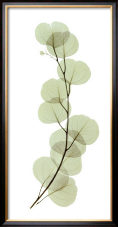 Eucalyptus by Acee Pricing Limited Edition Print image