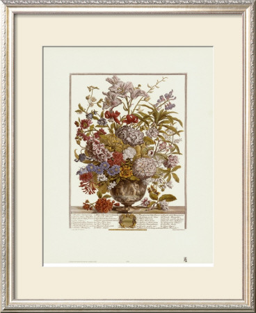 Twelve Months Of Flowers, 1730, July by Robert Furber Pricing Limited Edition Print image