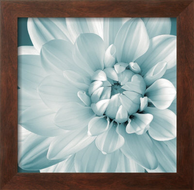 Dahlia Ii by Mike Shepherd Pricing Limited Edition Print image