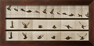 Bird by Eadweard Muybridge Pricing Limited Edition Print image