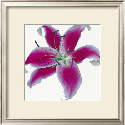 Lily by Stephanie Andrew Pricing Limited Edition Print image